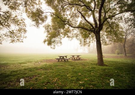 Ein nebeliger Morgen im Park. Zwei Picknickbäume unter einem großen Baum in der Nähe einer Lichtung. Feld im Hintergrund mit Nebel bedeckt. Stockfoto