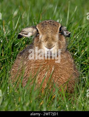 Hase in einem Oxfordshire-Feld. Stockfoto