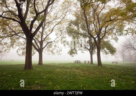 Ein nebeliger Morgen im Park. Ein paar Picknickbäume unter großen Bäumen in der Nähe einer Lichtung. Grünes Feld im Hintergrund mit Nebel bedeckt. Stockfoto