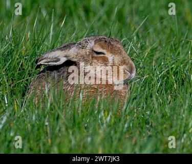 Hase in einem Oxfordshire-Feld. Stockfoto