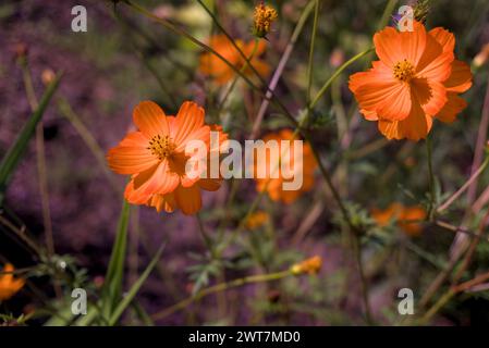 cosmos Blume cosmos bipinnatus drei Blüten leicht verschwommener Hintergrund Stockfoto