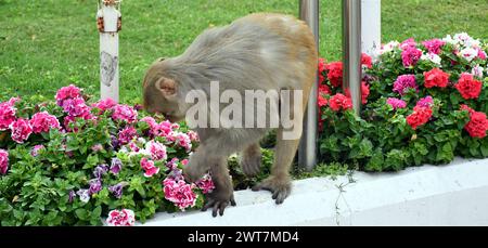 Neu-Delhi, Delhi, INDIEN. März 2024. Affen riechen und essen Blumen in Delhis Blumenpark in der Nachmittagshitze, am Samstag im Vigyan Bhawan in N New Delhi, Foto von Ravi Batra/indien (Foto: © Ravi Batra/ZUMA Press Wire) NUR REDAKTIONELLE VERWENDUNG! Nicht für kommerzielle ZWECKE! Stockfoto