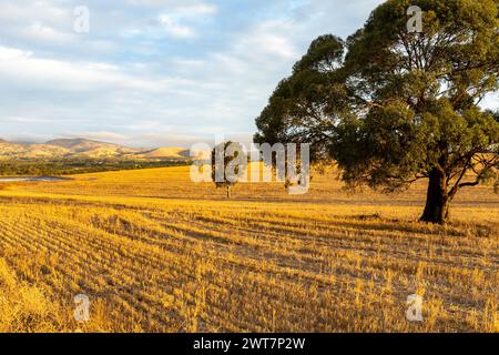 Blue-Hour-Blick auf die Landschaft im Barossa Valley, sanfte Hügel und Weizenfelder, South Australia, 2024 Stockfoto