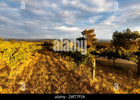 Australische Weinberge und Weinreben bei Sonnenuntergang im Barossa Valley, Australiens ältester Weinregion in Südaustralien, 2024 Stockfoto