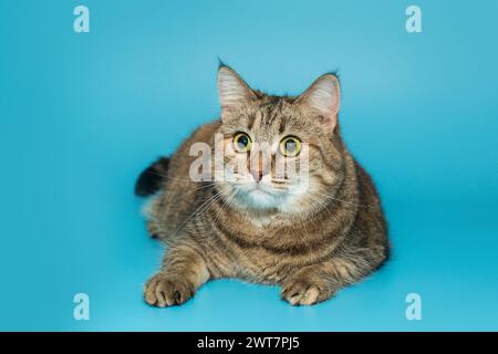 Große, schöne, graue Katze liegt auf blauem Hintergrund. Stockfoto