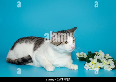 Schöne Katze mit weißem und grauem Fell und Blumen auf blauem Hintergrund Stockfoto