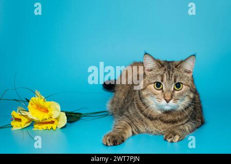 Große, schöne, graue Katze liegt neben gelben Blumen auf blauem Hintergrund. Stockfoto