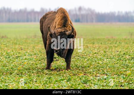 Europäischer Bison (Bison bonasus) im Winter Bialowieza Wald, Polen Stockfoto