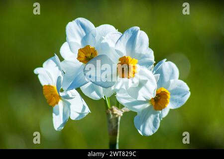narcissus Blumen im Garten - weicher Fokus Stockfoto
