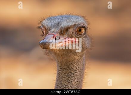 Nahaufnahme eines Straußes (Struthio camelus) Stockfoto