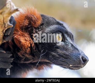 Nahaufnahme einer roten gerafften Lemur (Varecia rubra) Stockfoto