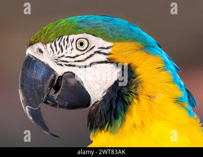 Porträt Nahaufnahme eines blauen und gelben Aras (Ara ararauna) Stockfoto