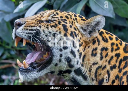 Nahaufnahme eines brüllenden Jaguar (Panthera onca) Stockfoto