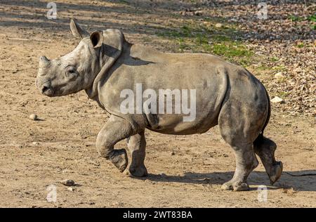 Laufendes Kalb eines Weißen Nashorns (Ceratotherium simum) Stockfoto