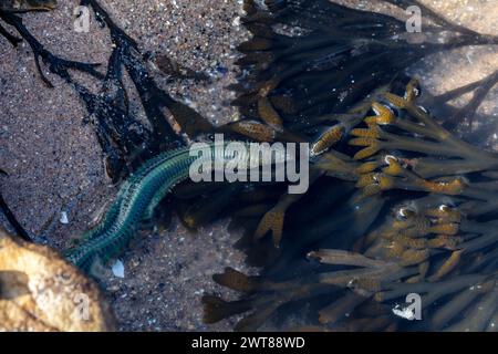 Alitta virens (Sandwurm) (King Ragworm) lebt und bewegt sich in einem Felsbecken in der Nähe von Kirkcaldy, Fife, Schottland, Vereinigtes Königreich 2024 Stockfoto