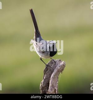 Trauerschnäpper Bachstelze Stockfoto