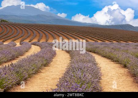 Reihen kultivierter Lavendelpflanzen, die in reichem Boden wachsen. Berg- und Sommerhimmel-Hintergrund. Tasmanien, Australien. Stockfoto