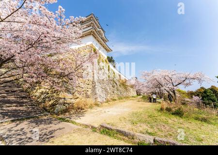 Blick entlang der beiden Yagura, Türme, oben auf den hohen ishigaki Steinmauern im sonnigen Frühling mit Kirschblüten auf der Akashi Burg in Japan. Stockfoto