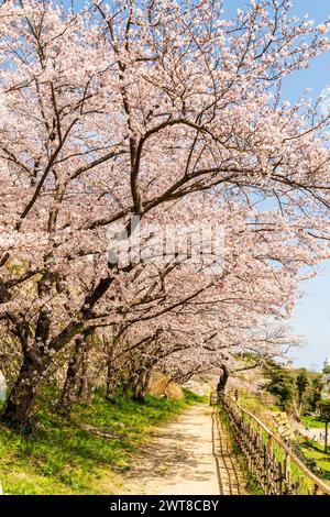 Eine Reihe von Kirschblüten in voller Blüte am Fuße der ishigaki Steinmauern und neben dem Pfad der Burg Akashi, Frühling in Japan. Blauer Himmel. Stockfoto