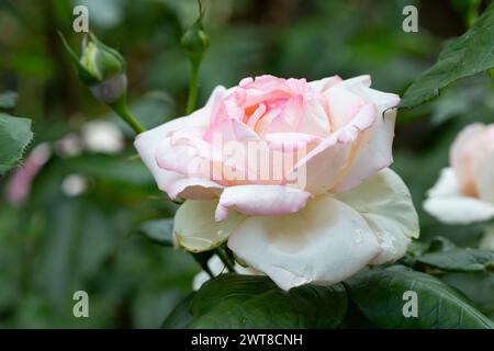 Große blühende weiße Rose aus nächster Nähe Stockfoto