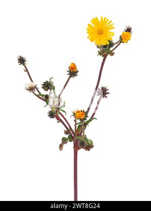 Hawkweed-Ochsenzungenpflanze isoliert auf weißem Hintergrund, Picris hieracioides Stockfoto