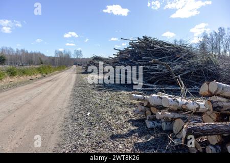 Ein Haufen gesägten Birkenholzes mit einem Haufen Äste am Straßenrand Stockfoto