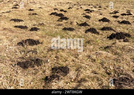 Schwarze Maulwürfe graben im Frühjahr auf Gras Stockfoto