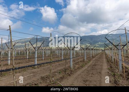 Nahaufnahme von beschnittenen Reben, die an einem Drahtspalier gebunden sind, grünes Gras zwischen den Reihen, Reben, die sich vom Stamm im Weinberg in Saridol, Manisa, verdrehen, Stockfoto