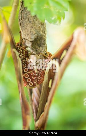 Insektenschädling raupe hängt von terrestrischen Pflanzenzweigen Stockfoto