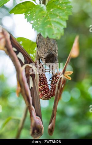 Eine Nahaufnahme eines Arthropoden-Insekts, einer Motte, die an einem Baumzweig hängt Stockfoto