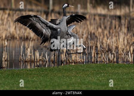 Gewöhnliche Kranvögel (Grus grus) , schlagende Flügel - selektiver Fokus Stockfoto