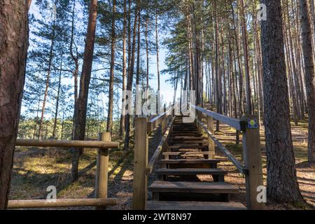 Holzdiele Stufen auf einem Waldwanderweg Stockfoto