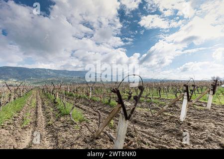 Nahaufnahme von beschnittenen Reben, die an einem Drahtspalier gebunden sind, grünes Gras zwischen den Reihen, Reben, die sich vom Stamm im Weinberg in Saridol, Manisa, verdrehen, Stockfoto