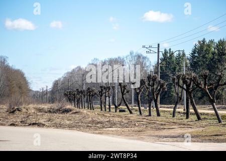 Eine Reihe geschnittener Bäume am Straßenrand Stockfoto