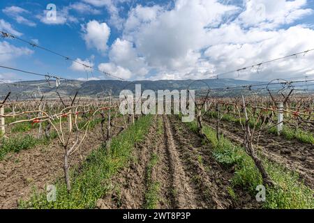 Nahaufnahme von beschnittenen Reben, die an einem Drahtspalier gebunden sind, grünes Gras zwischen den Reihen, Reben, die sich vom Stamm im Weinberg in Saridol, Manisa, verdrehen, Stockfoto