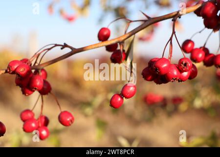 Haufen roter Weißdornbeeren hängen von einem Zweig einer Holzpflanze Stockfoto