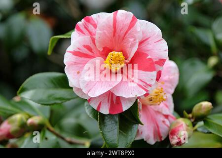 Rot-weiß gestreifte Camellia japonica ÔLady VansittartÕ in Blüte. Stockfoto