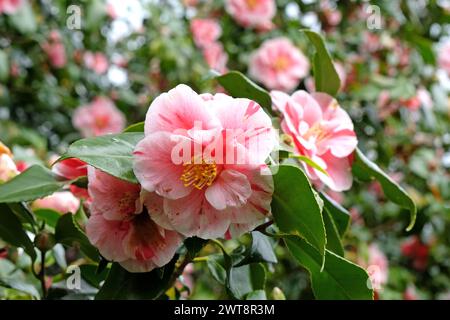 Rot-weiß gestreifte Camellia japonica ÔLady VansittartÕ in Blüte. Stockfoto