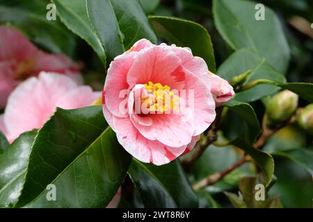 Rot-weiß gestreifte Camellia japonica ÔLady VansittartÕ in Blüte. Stockfoto