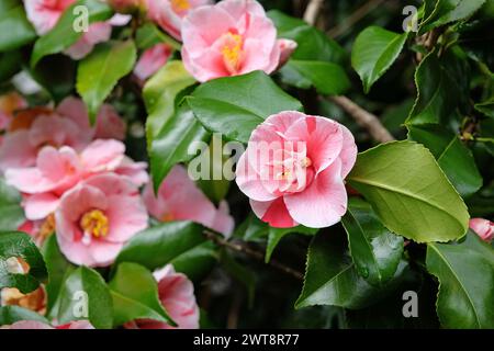 Rot-weiß gestreifte Camellia japonica ÔLady VansittartÕ in Blüte. Stockfoto