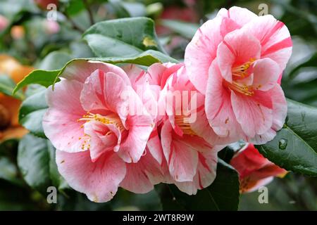 Rot-weiß gestreifte Camellia japonica ÔLady VansittartÕ in Blüte. Stockfoto