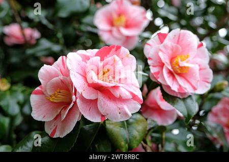 Rot-weiß gestreifte Camellia japonica ÔLady VansittartÕ in Blüte. Stockfoto