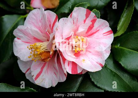 Rot-weiß gestreifte Camellia japonica ÔLady VansittartÕ in Blüte. Stockfoto