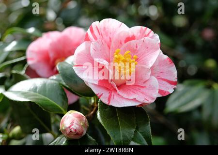 Rot-weiß gestreifte Camellia japonica ÔLady VansittartÕ in Blüte. Stockfoto