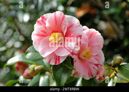 Rot-weiß gestreifte Camellia japonica ÔLady VansittartÕ in Blüte. Stockfoto