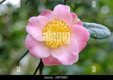Blassrosa und gelbe Kamellia japonica „Goshozakura“ in Blüte. Stockfoto