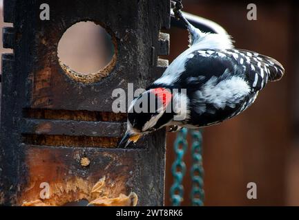 Ein Woodpecker kommt an Deck an Stockfoto