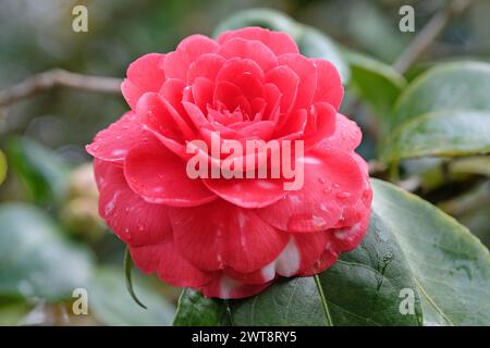 Rote Rosette Doppel Camellia japonica Ôblack TieÕ in Blüte. Stockfoto