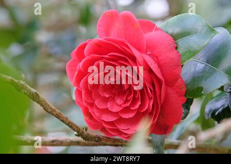 Rote Rosette Doppel Camellia japonica Ôblack TieÕ in Blüte. Stockfoto