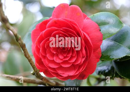 Rote Rosette Doppel Camellia japonica Ôblack TieÕ in Blüte. Stockfoto